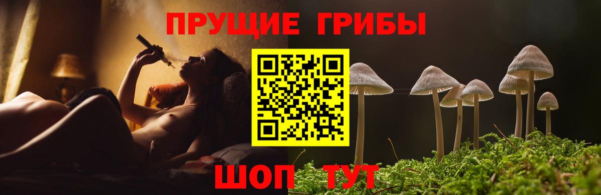 Галлюциногенные грибы Psilocybe Алейск